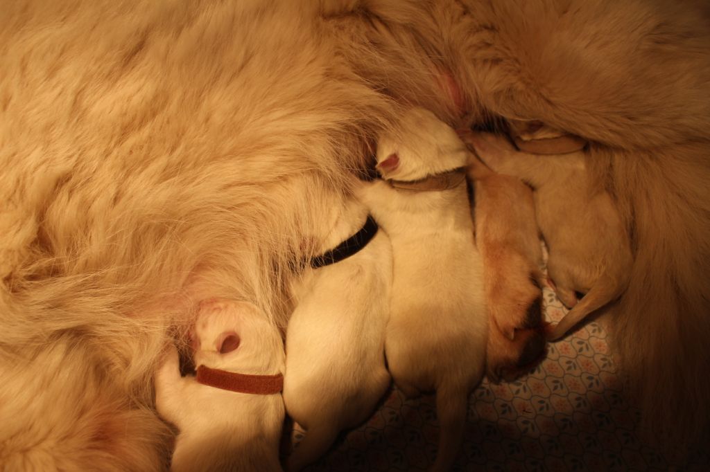Des Gardiens Du Phoenix - Berger Blanc Suisse - Portée née le 11/11/2019