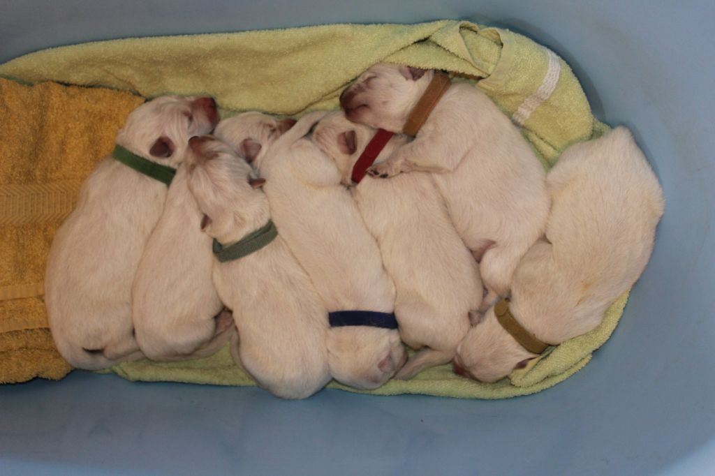 Chiot Berger Blanc Suisse Des Gardiens Du Phoenix